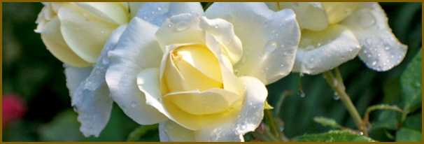 Описание сортовой розы сахара: особенности выращивания шраба, как ухаживать
