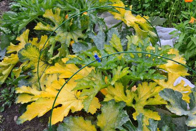 Причины, по которым желтеют листья кабачков и способы борьбы с болезнями