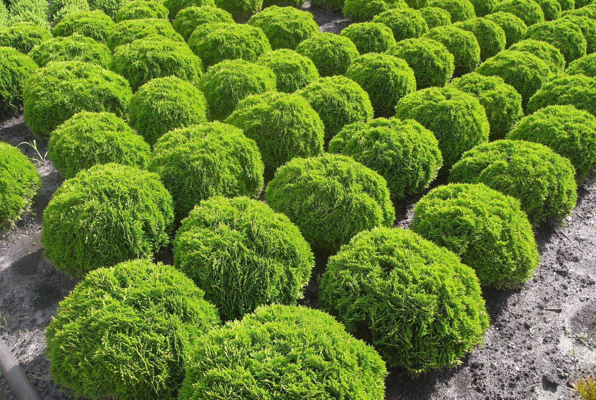 Туя глобоза — хвойное растение в ландшафтном дизайне