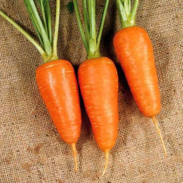 Морковь шантане: описание и характеристика сорта, виды, относящиеся к нему, например, роял, курода, правила выращивания, а также похожие корнеплоды