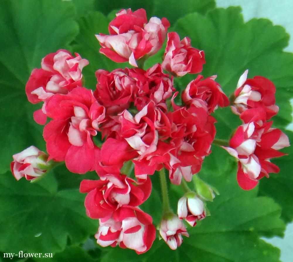 Пеларгония pink rambler