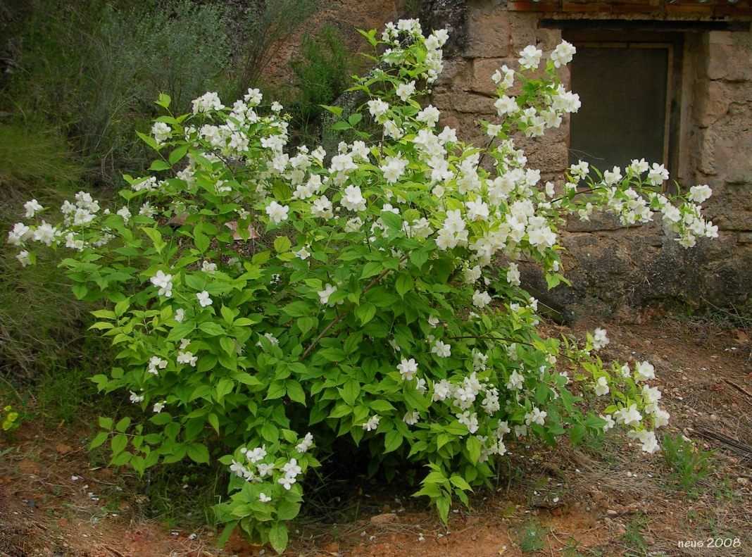 Растение жасмин – уход и особенности выращивания