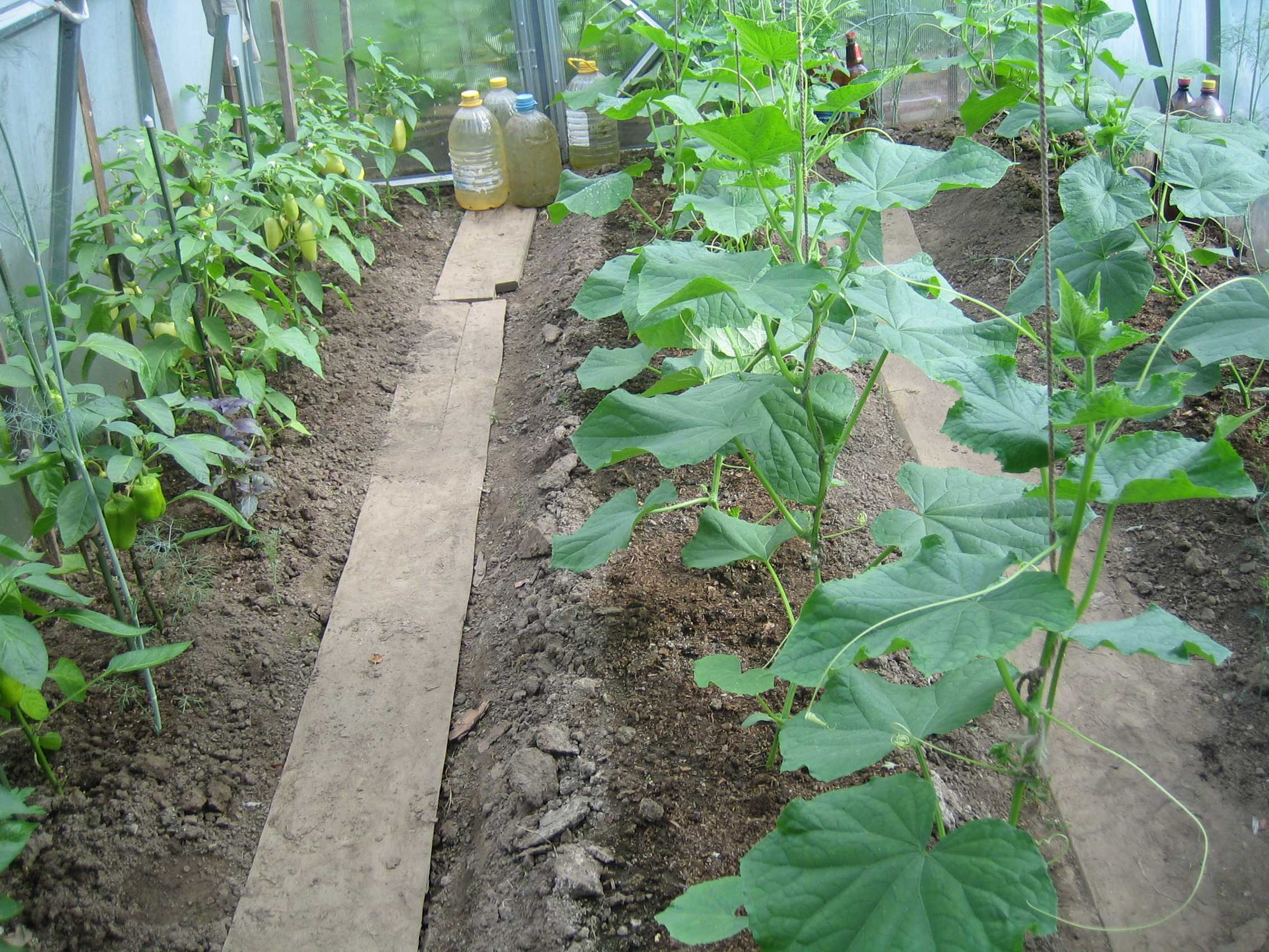 Выращивание баклажанов в одной теплице с огурцами: правила посадки и ухода