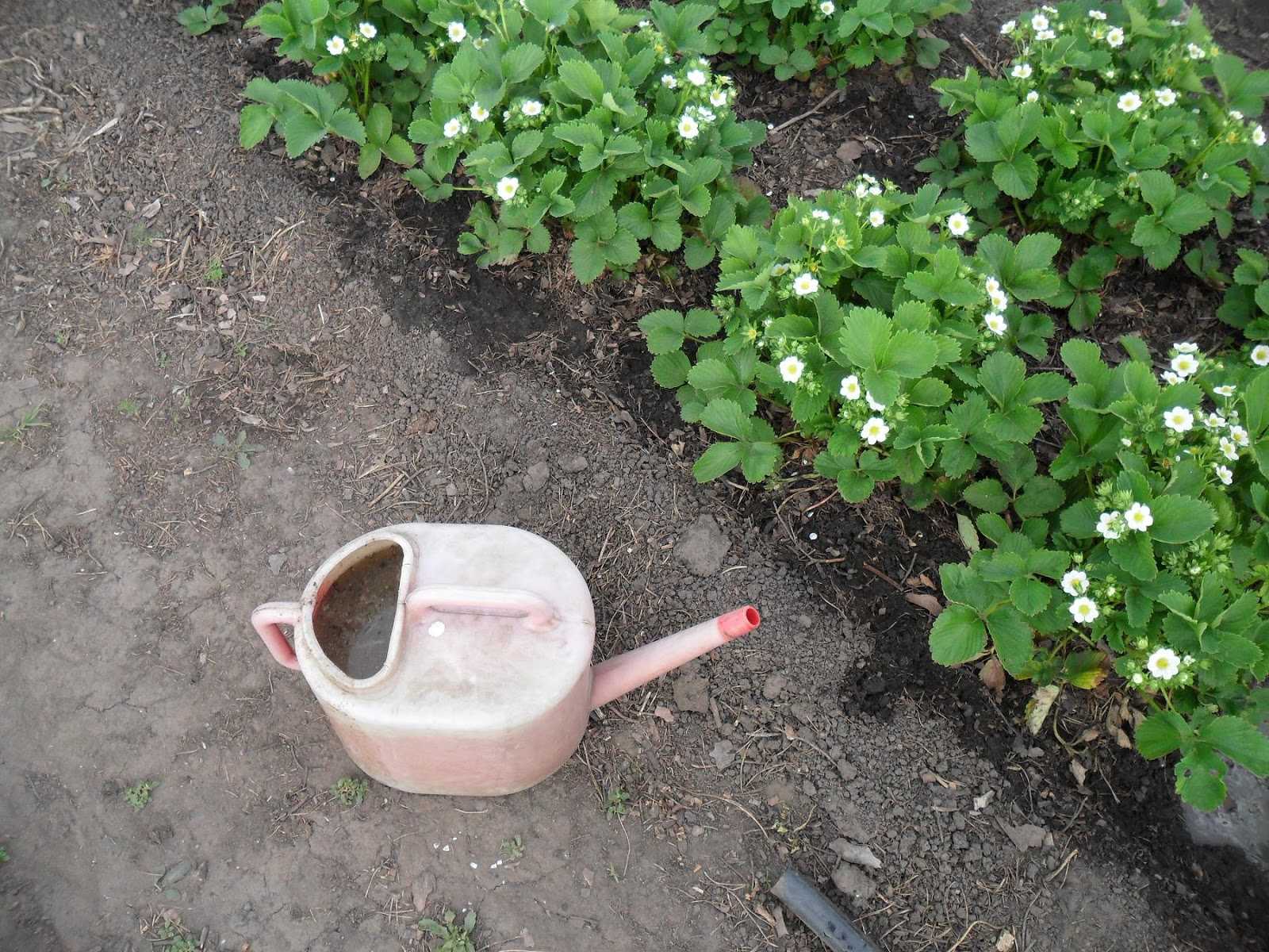 Подкормка клубники весной: чем удобрять клубнику до и во время цветения для хорошего урожая