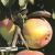 Яблоня мельба: описание сорта, посадка, выращивание и уход