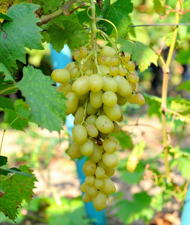 Ранние сорта винограда для средней полосы