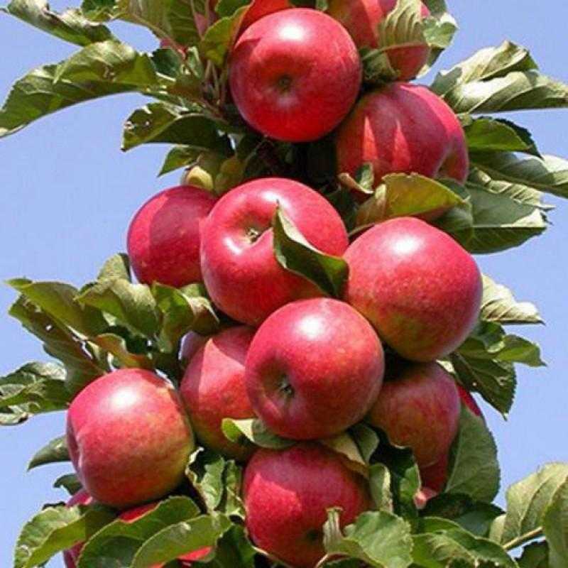 Колоновидная яблоня арбат
