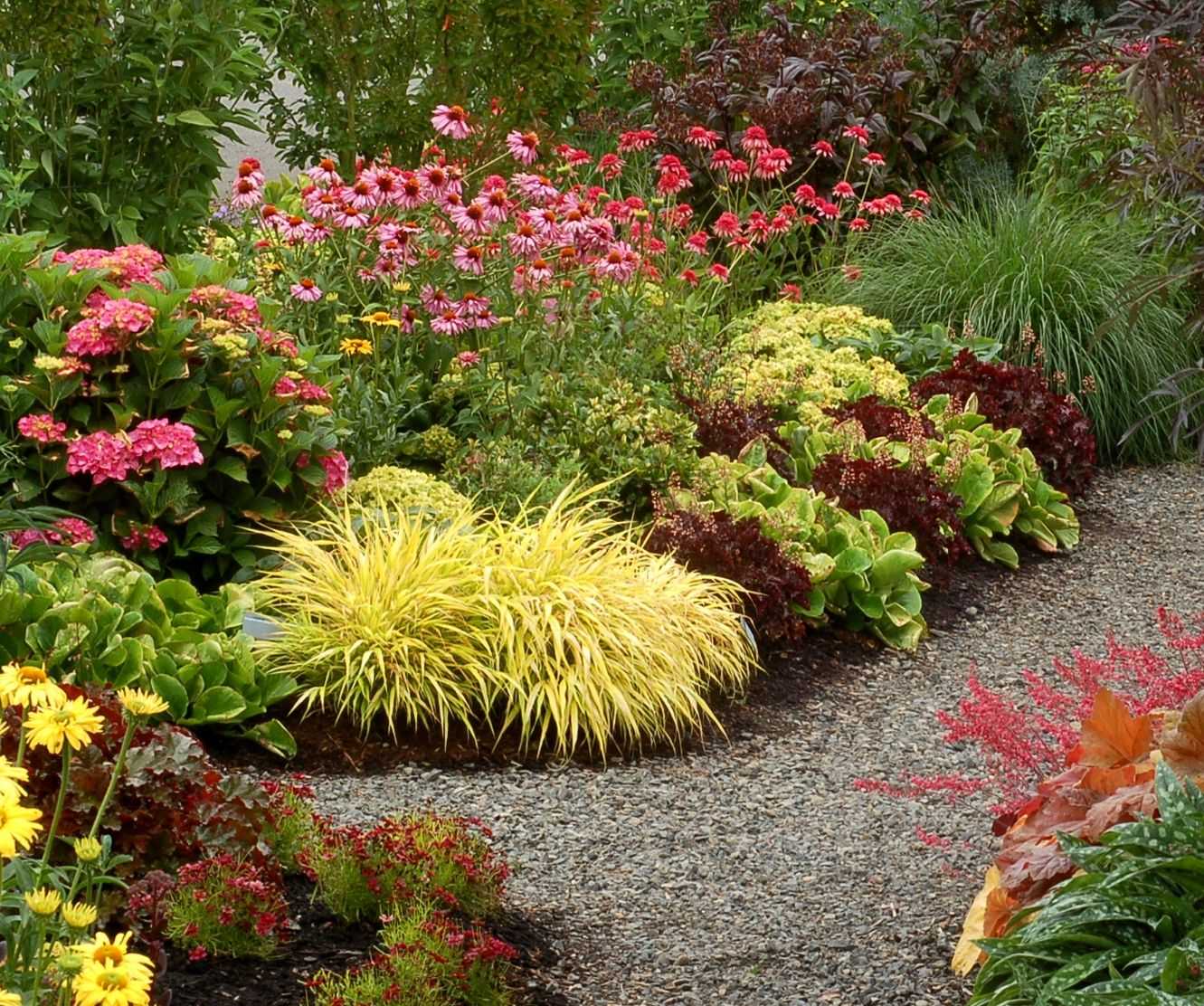 Обзор самых неприхотливых долгоцветущих многолетников для дачи и сада с фото