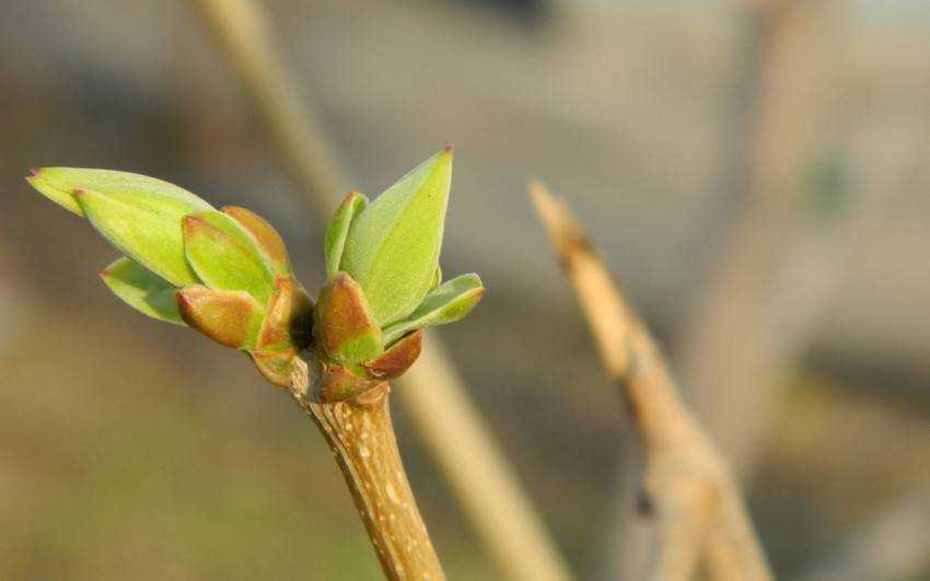 Как распускается груша весной фото