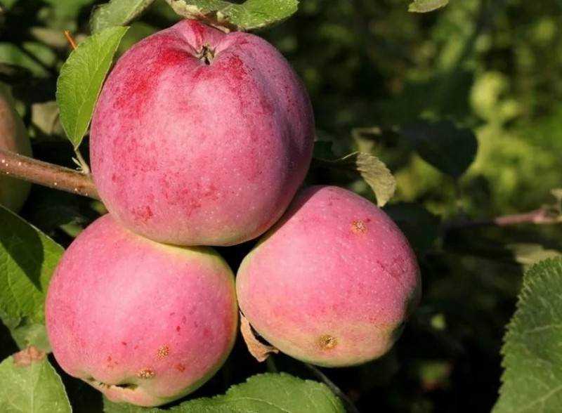 Кисло-сладкие яблоки сорта янтарь отличаются высоким качеством
