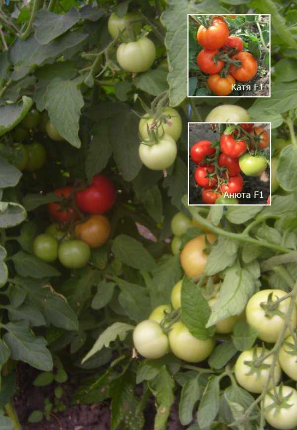 Розовый спам: описание сорта томата, характеристики помидоров, посев