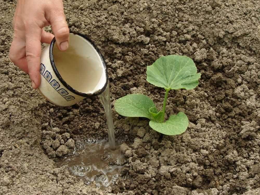 Овощ кабачок: выращивание из семян, фото, посадка на рассаду и в открытый грунт, уход