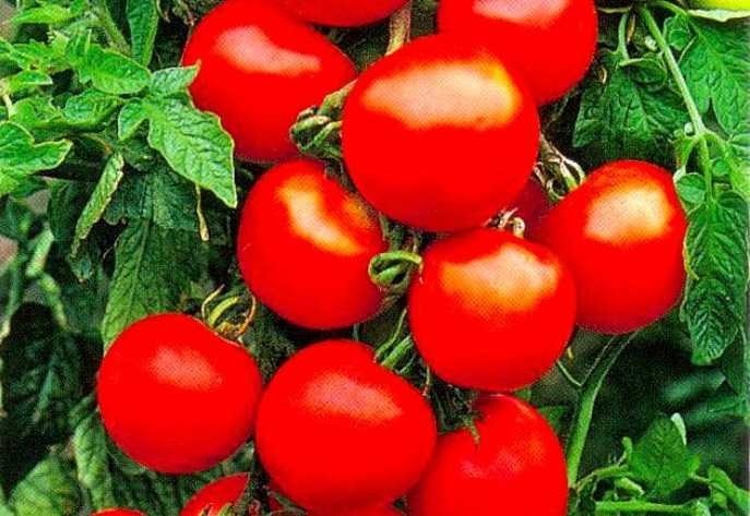 Любимец овощеводов, сорт, подаренный российскими селекционерами — томат «оля f1»