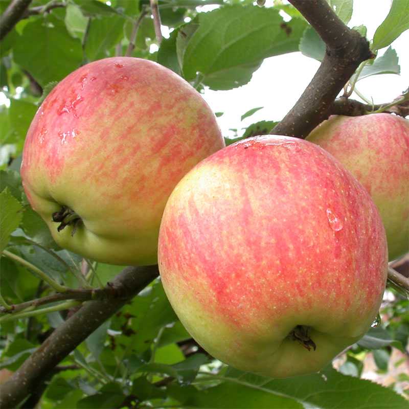 Биологически ценный сорт яблок — феникс алтайский
