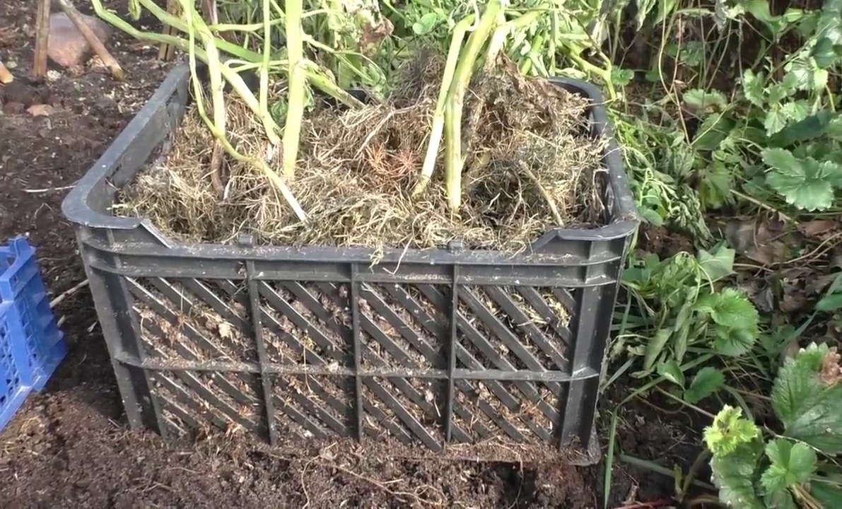 Как посадить и вырастить картошку на грядке
