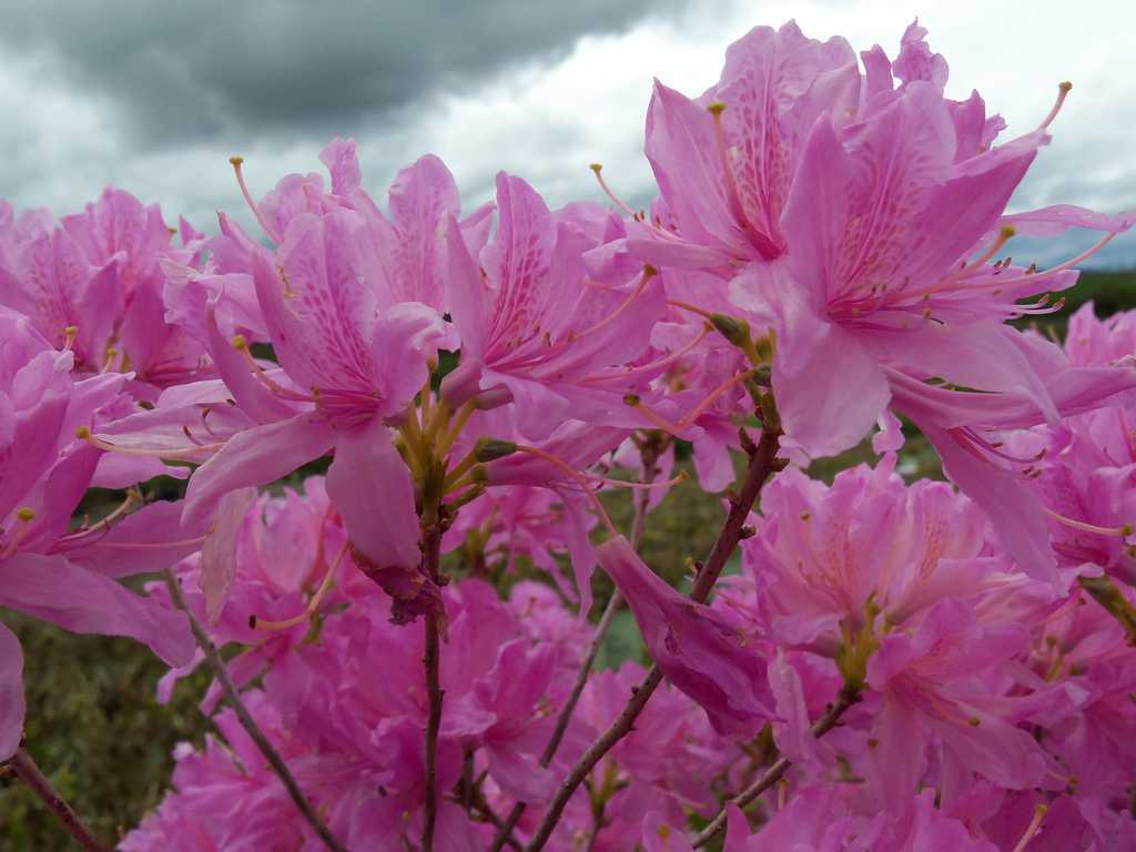 Плетистый сорт роз вестерленд: характеристики паркового и альпийского шраба