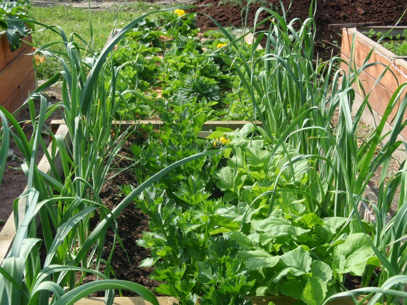 Морковь и лук на одной грядке: схема посадки и можно ли их вообще сажать рядом, а также когда лучше всего это делать и как ухаживать за растениями?