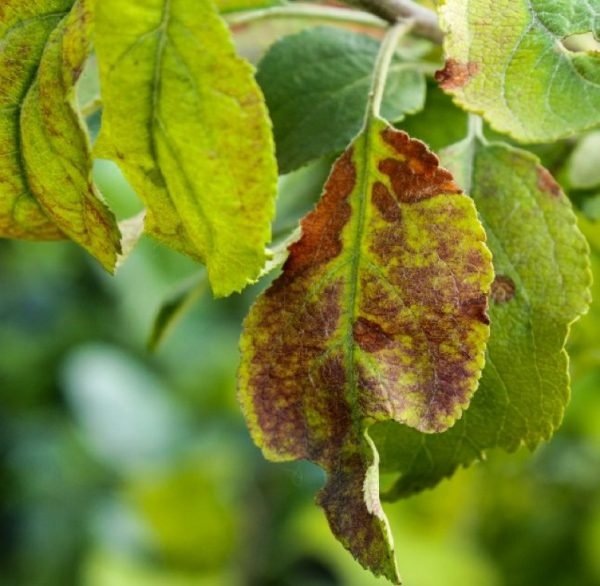 Почему желтеют листья у сливы летом