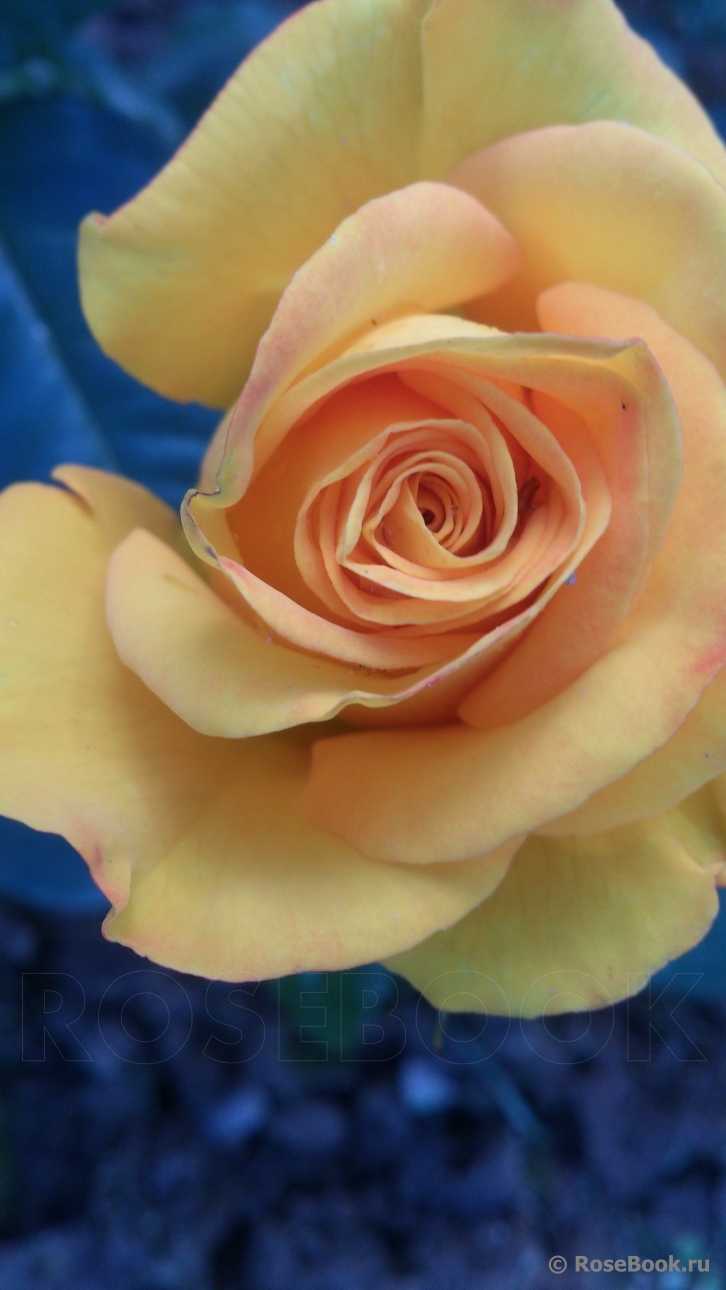 Роза керио: описание и рекомендации по уходу