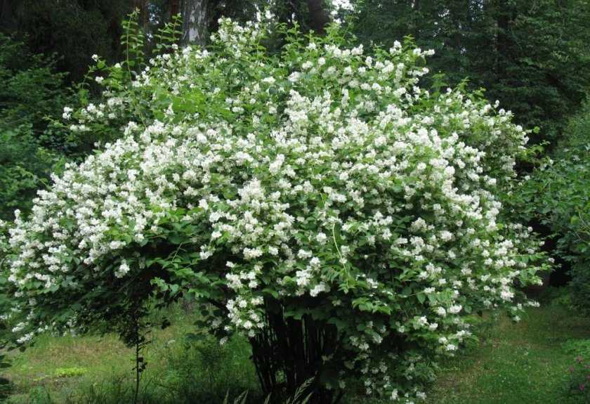 Растение чубушник (садовый жасмин): фото, описание кустарника, выращивание и обрезка садового жасмина
