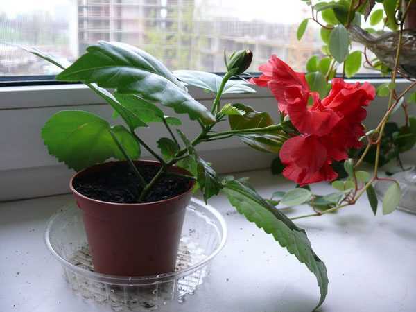 Можно ли гибискус держать дома: разрешено ли выращивать комнатный цветок в квартире, ядовит он или нет, почему иногда нельзя и как выглядит на фото в интерьере?