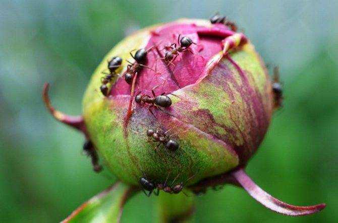 Как бороться с муравьями, которые появились на пионах