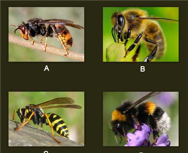 Что делать с укусом осы, пчелы, шершня или шмеля