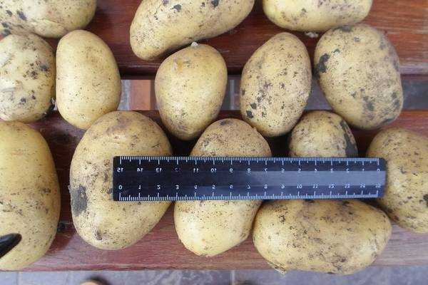 Картофель фермер: характеристика и особенности выращивания сорта
