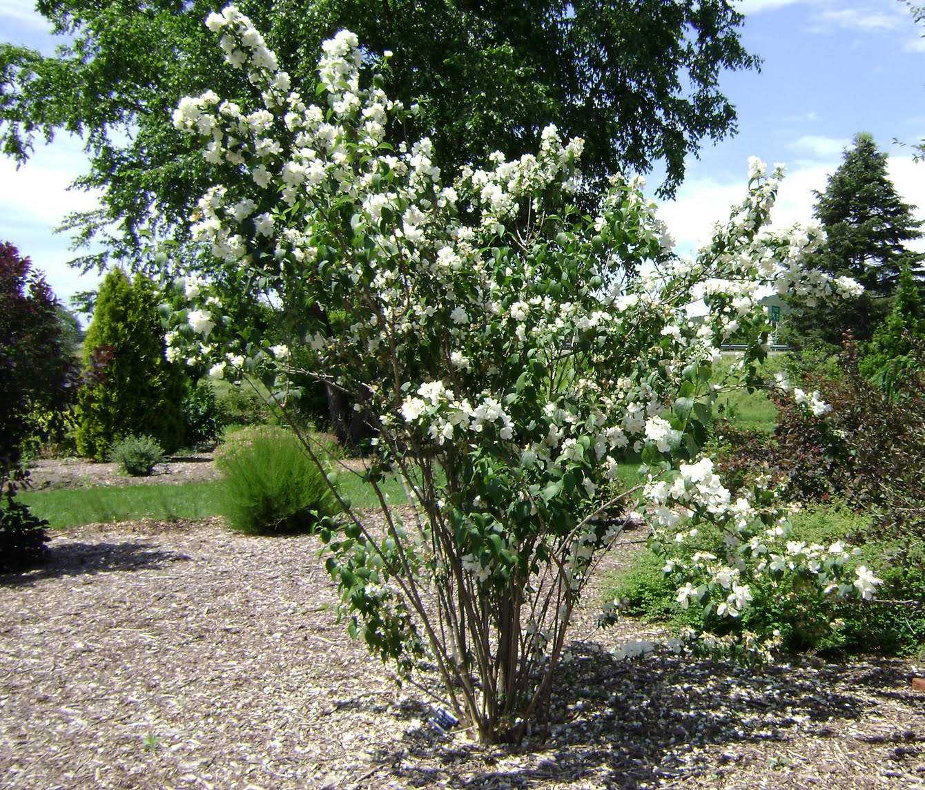 Посадка жасмина кустарникового в саду: уход и размножение растения, как вырастить