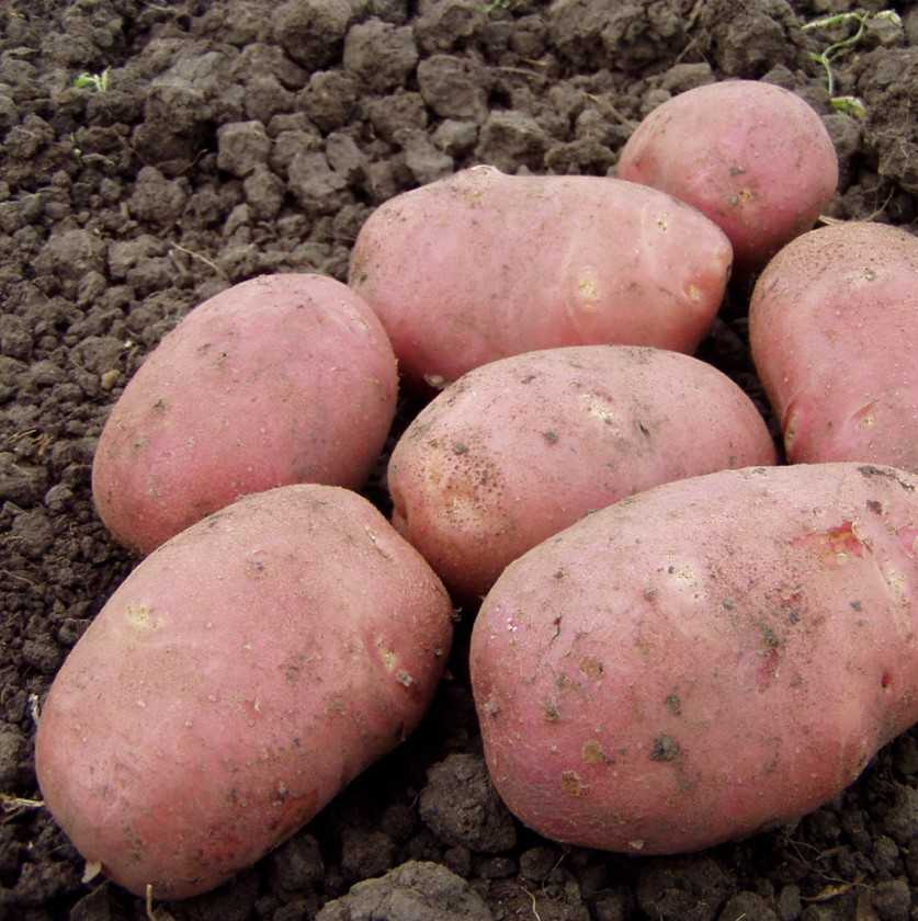 Сорт картофеля «рамона»: характеристика, описание, урожайность, отзывы и фото