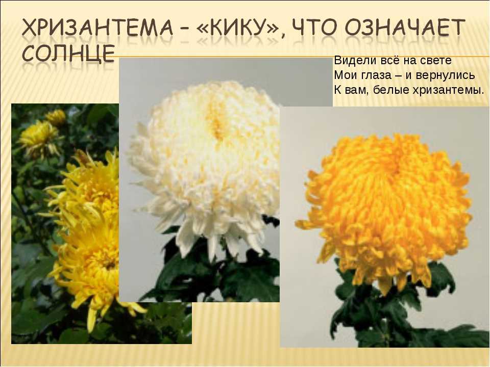 Однолетняя хризантема: описание, сорта, посадка и уход