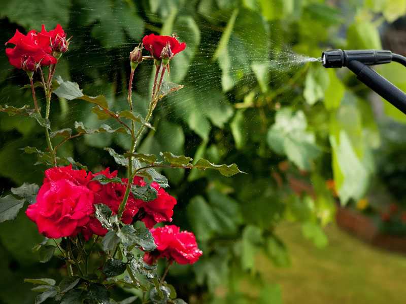 Сколько раз поливать розу