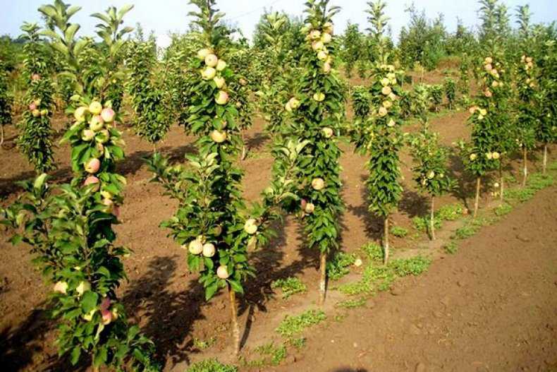 Сорт яблони арбат: описание и подробная характеристика, правила выращивания