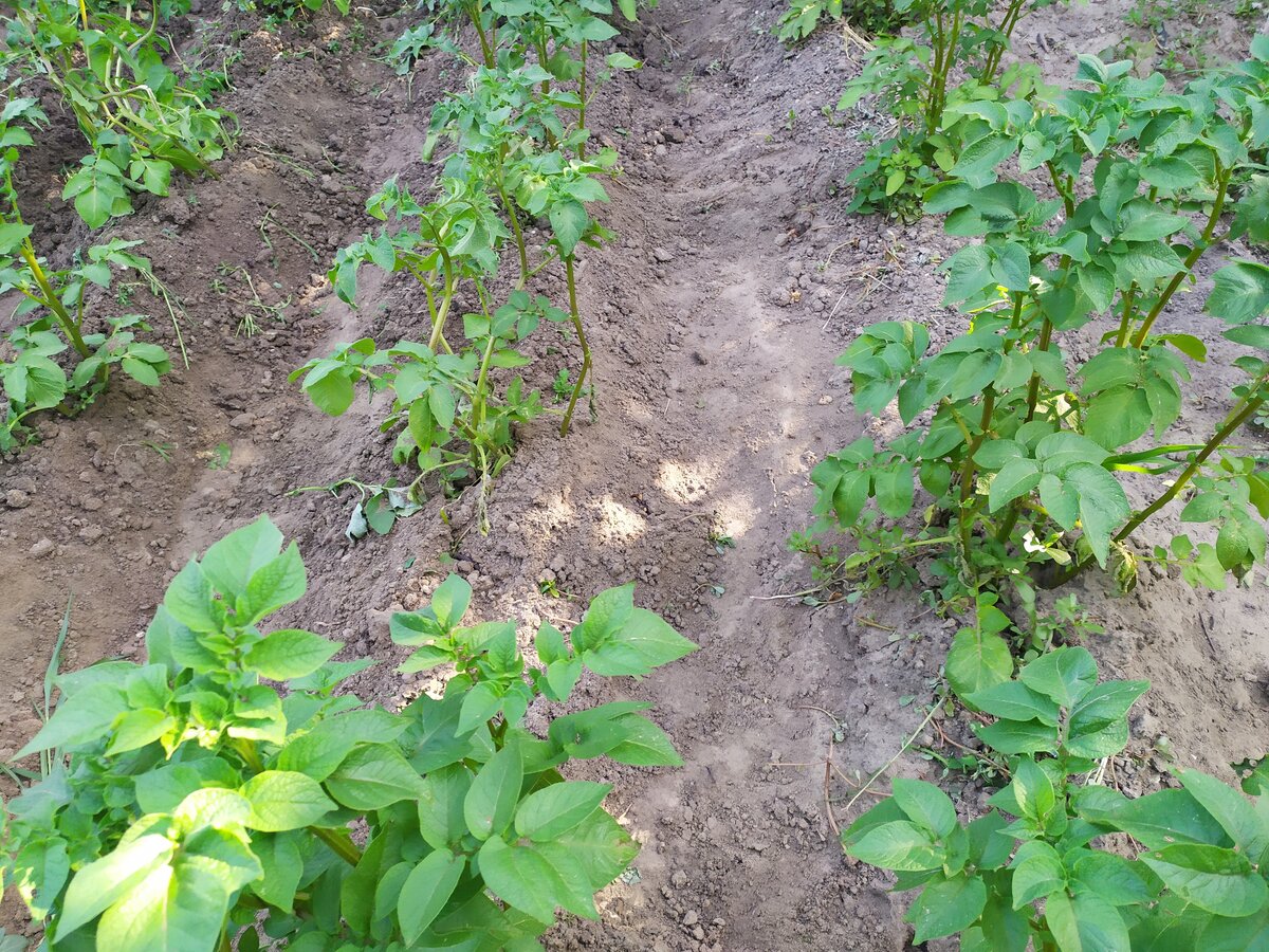Сидераты для картофеля: как подготовить почву к посадке данной культуры? - общая информация - 2020