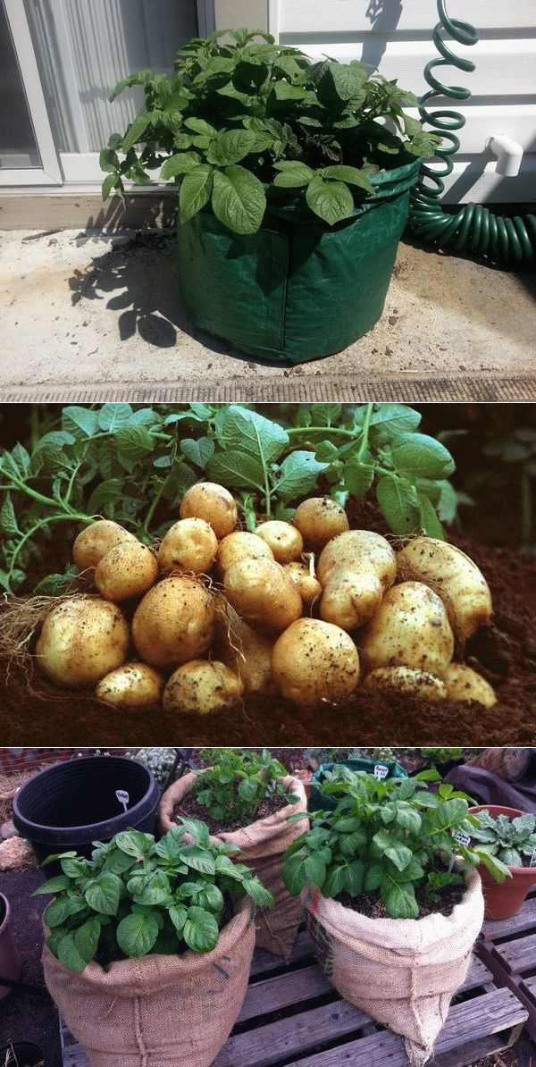 Вертикальное выращивание картошки – в бочке