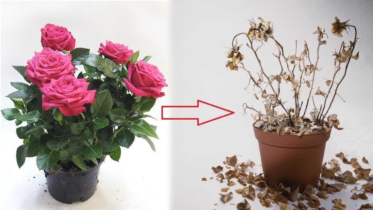 Кустовая роза в горшке: уход в домашних условиях и выращивание комнатного цветка, описание и виды, болезни и вредители, а также как правильно размножить?