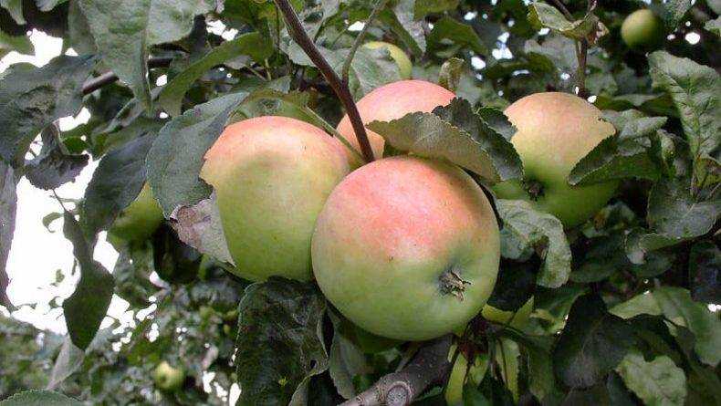Огурец шафран, яблоня: описание, выращивание, уход