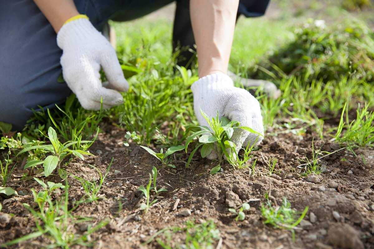 Народные средства от сорняков: избавляемся от травы раз и навсегда