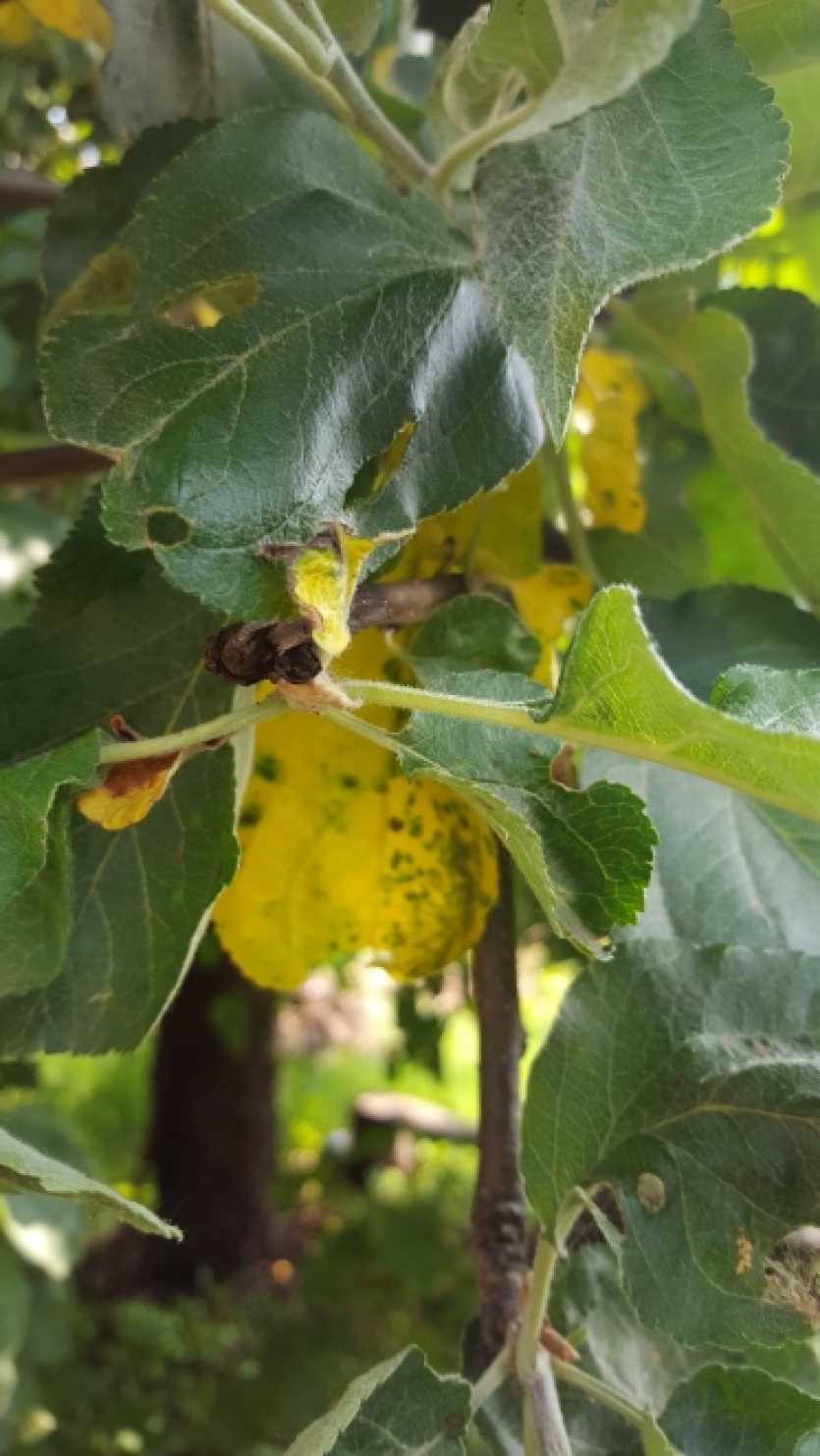 Почему у яблони желтеют листья, что делать и чем лечить? советы профессионалов