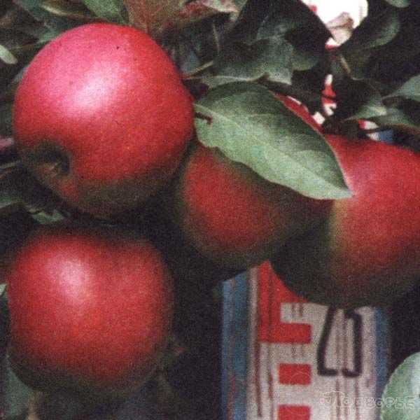 Яблоня зимняя красавица описание сорта фото