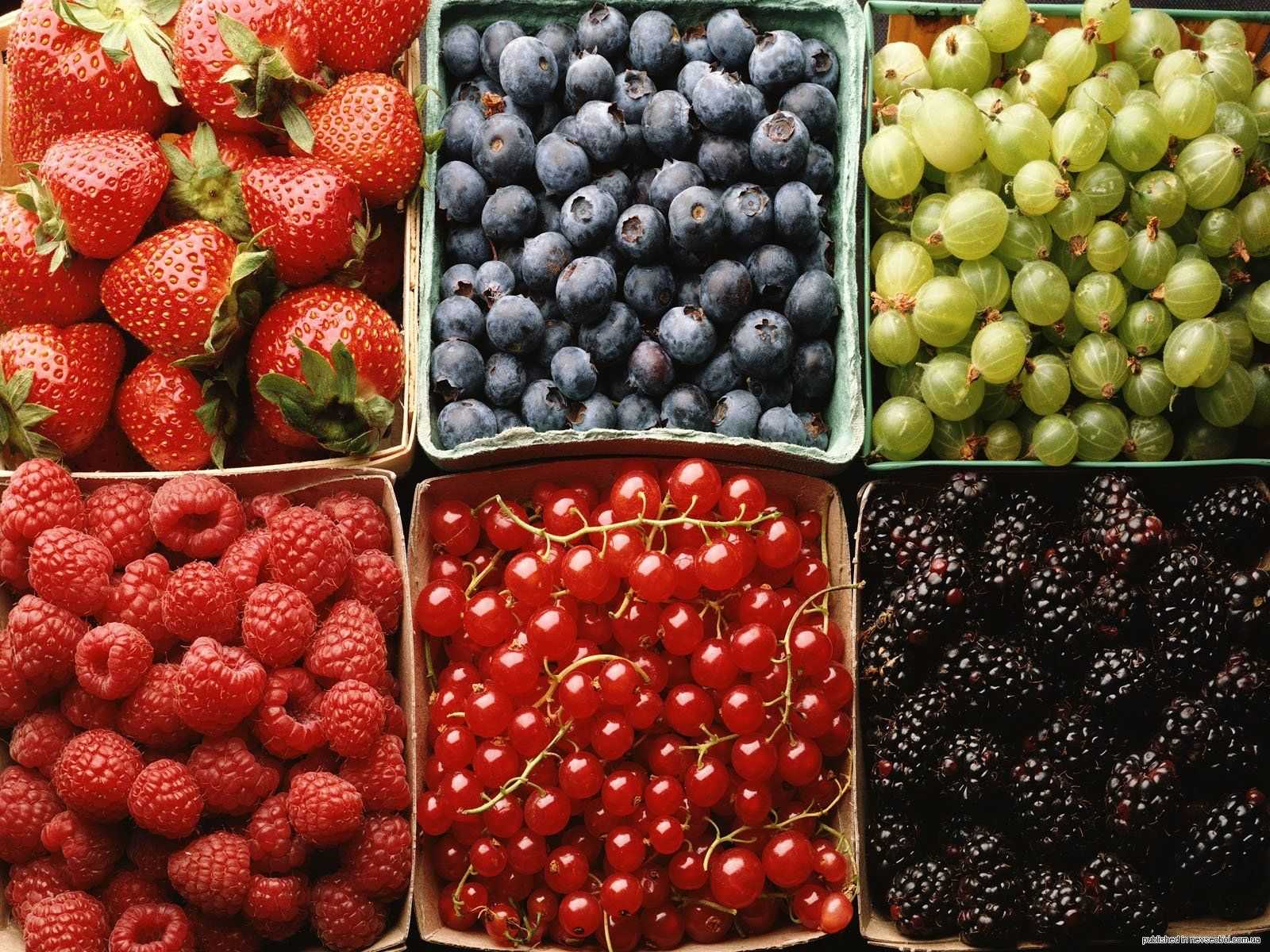 Клюква — описание растения и ягод, полезные свойства, противопоказания, состав, калорийность, фотографии