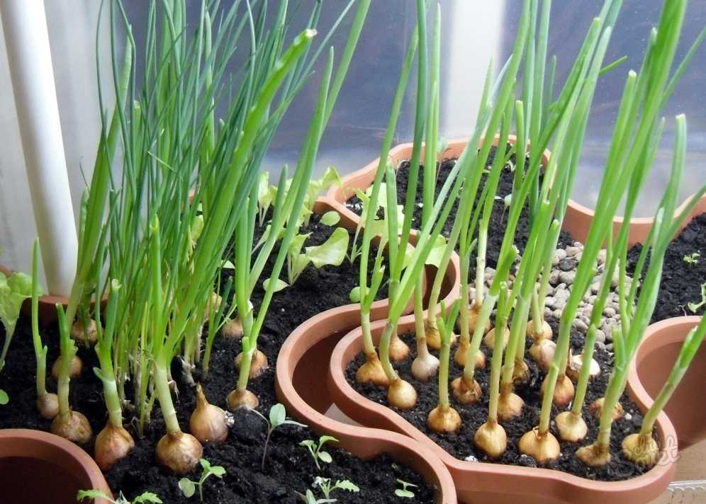 Как быстро вырастить зеленый лук на подоконнике