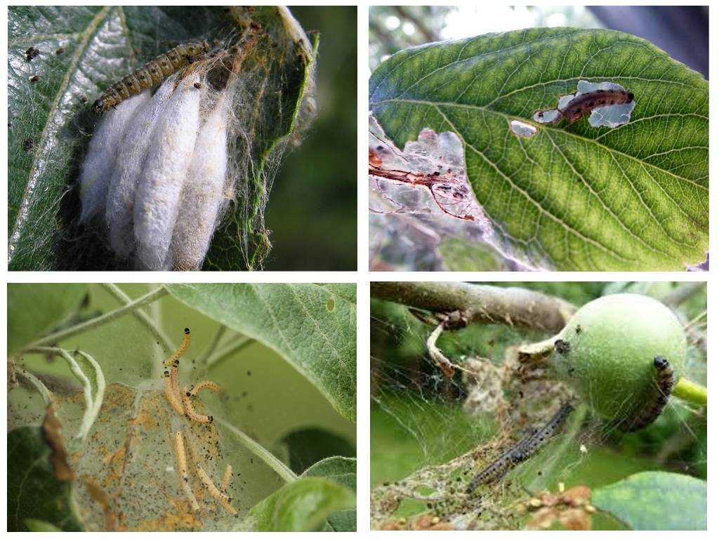 Яблонная горностаевая моль: признаки поражения растения и борьба с вредителем