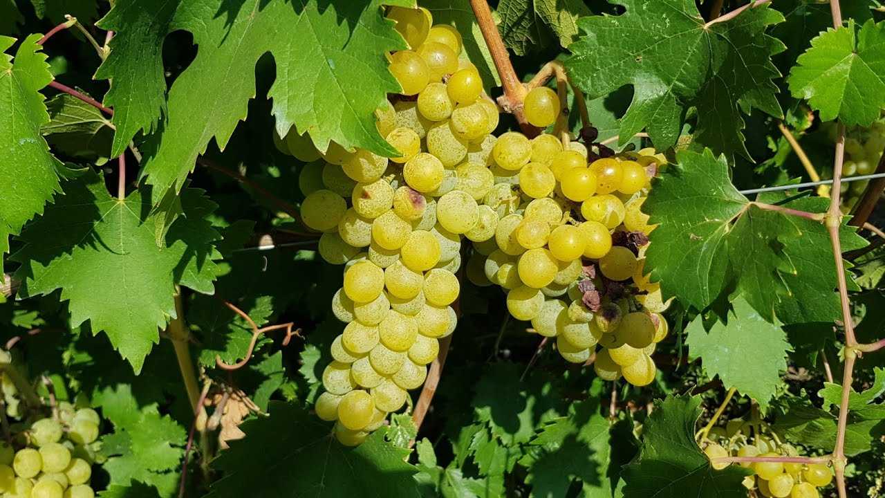 О винограде Дружба: описание и характеристики сорта, посадка и уход