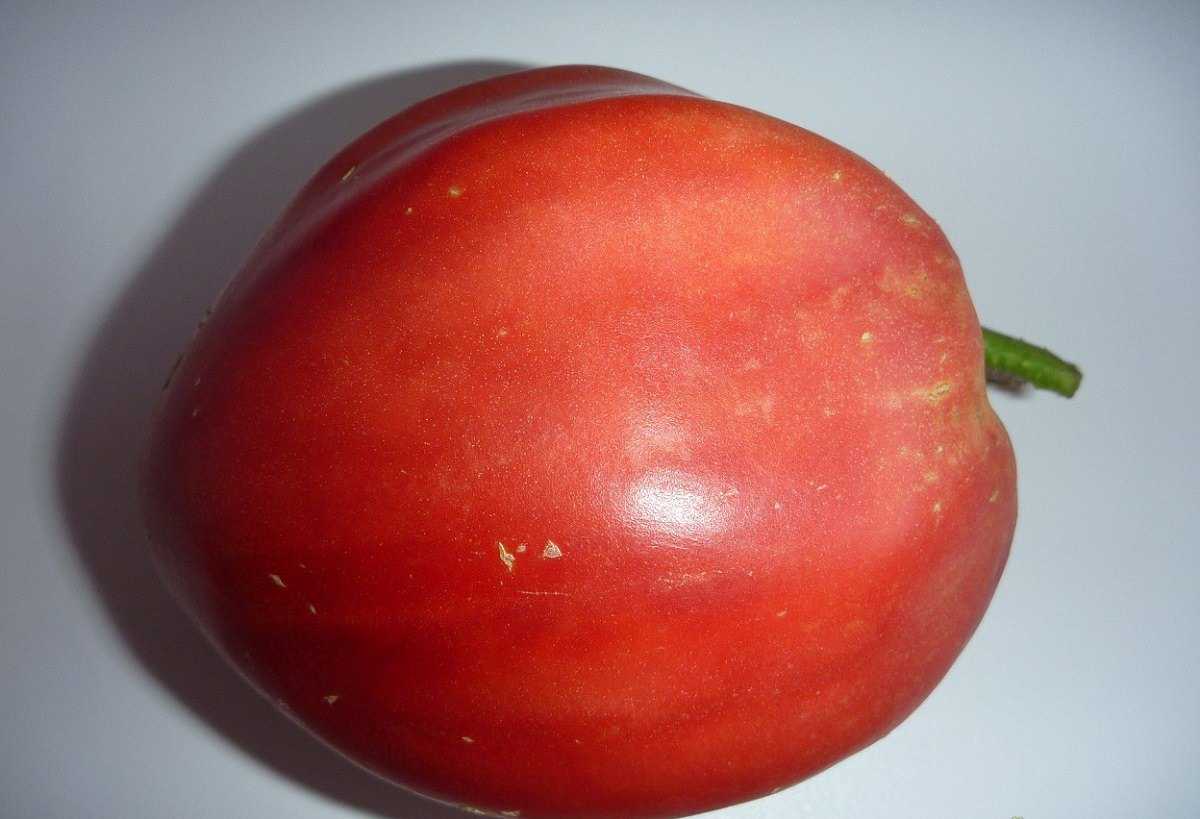 Описание сорта помидоров вельможа