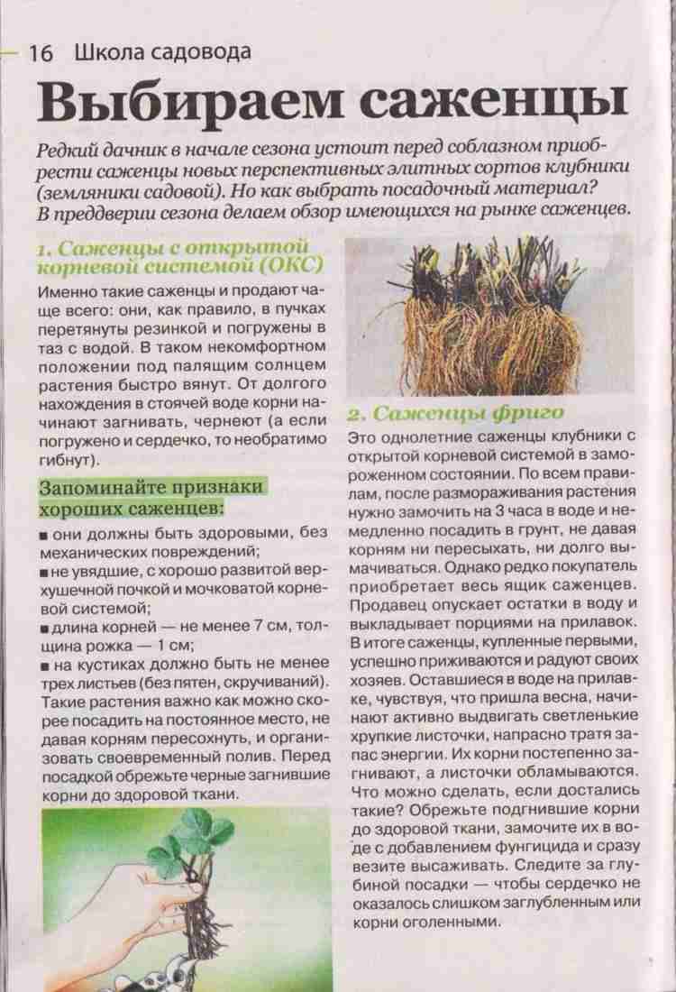 Болезни и вредители лилий — почему не цветут, борьба и лечение