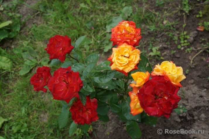 Посадка плетистой розы флорибунда мидсаммер: агротехника выращивания сорта