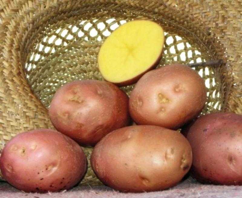 Сорт картофеля беллароза - общая информация - 2020