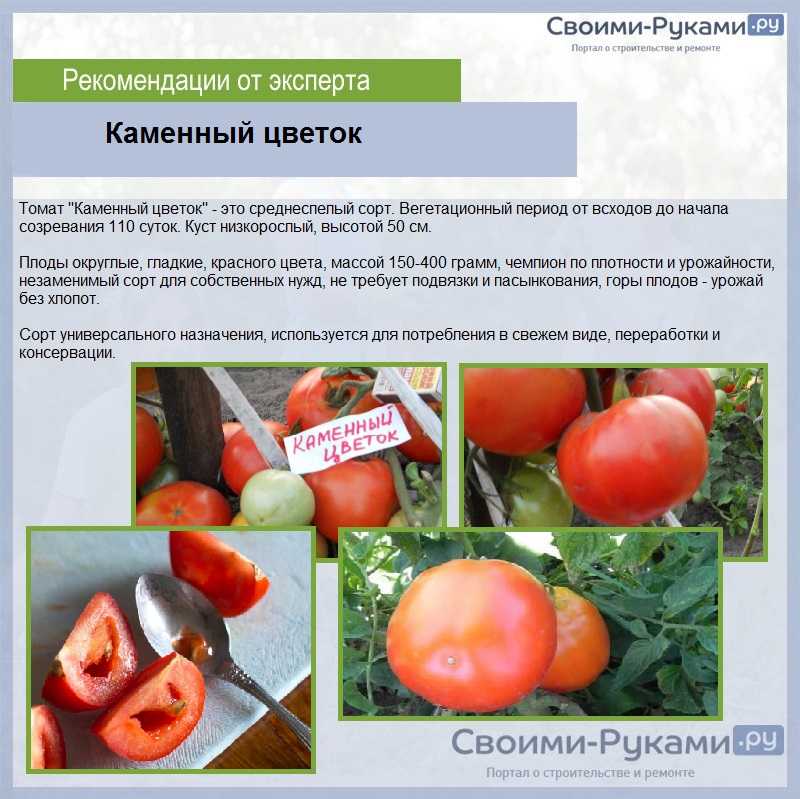 О минимальной температуре для рассады томатов: какую выдержит рассада помидор