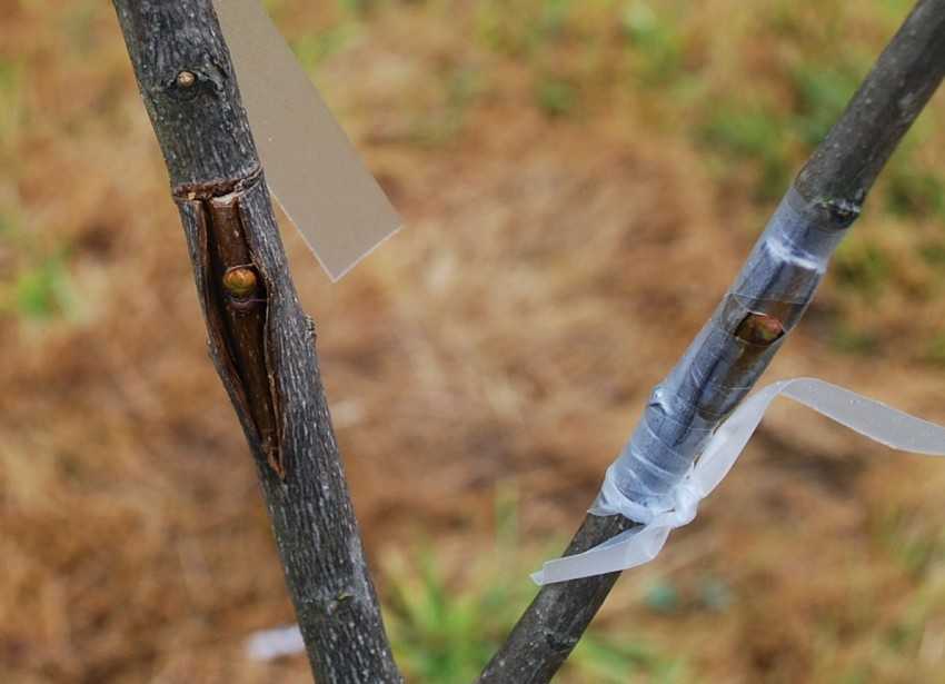 Как привить черешню — особенности прививки фруктовых деревьев и лучшие способы прививки для начинающих (80 фото)